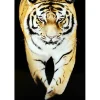 Tavla Tiger 120x80 svart PS ram K